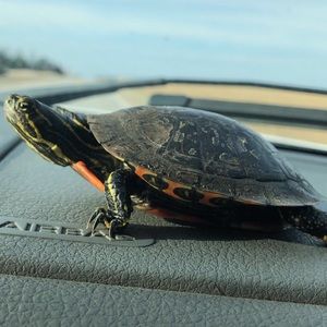 Meet your Posher, Jolene